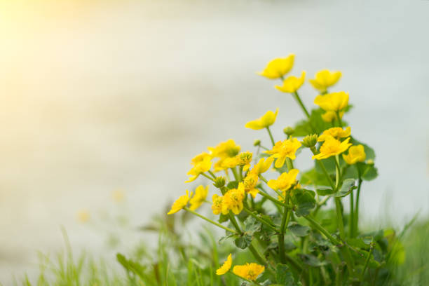 Yellow wild flowers by the river with sun rays
