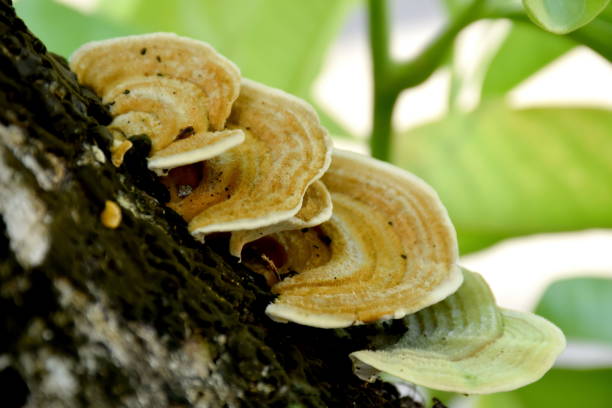musroom wzrost na drewnie lub bagażniku - orange mushroom asia brown zdjęcia i obrazy z banku zdjęć