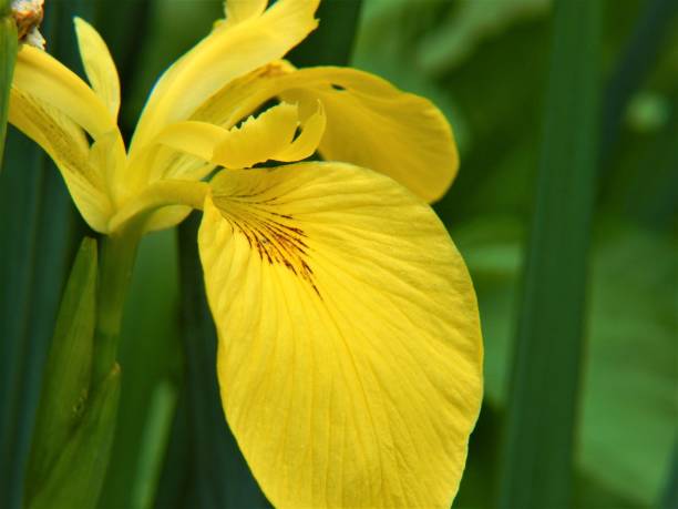 istock Yellow Flag Flower in Bloom 804168052