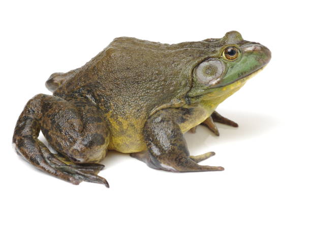 istock Bullfrog, Rana catesbeiana isolated on white background 804168110