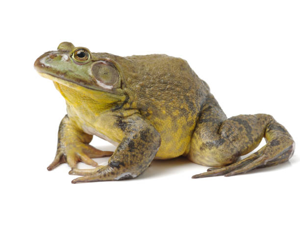 Bullfrog, Rana catesbeiana isolated on white background