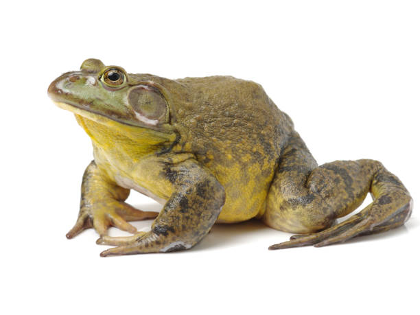 bullfrog, rana catesbeiana isolated on white background - american bullfrog amphibian animal bullfrog imagens e fotografias de stock
