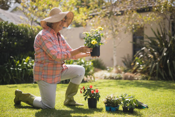 istock Smiling senior woman holding plant while kneeling in yard 804168302
