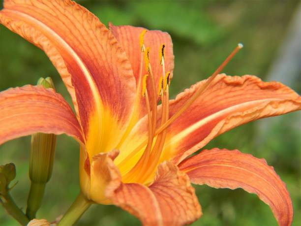 istock Daylily Flower in Bloom 804171384