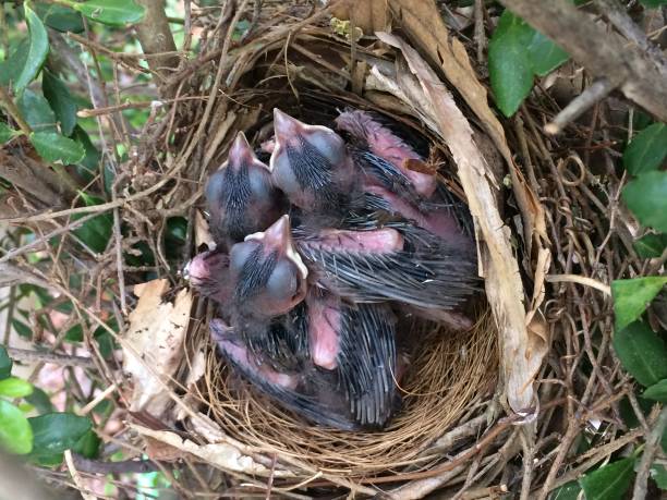 istock Baby Cardinals in Nest 804173524