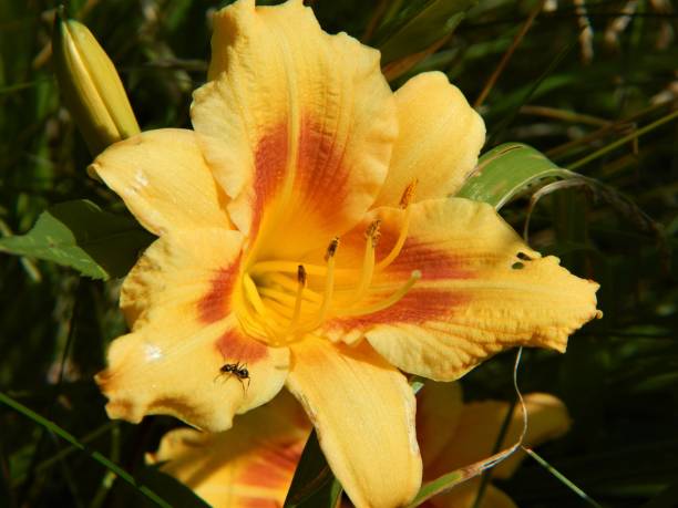 istock Daylily Flower in Bloom 804191282