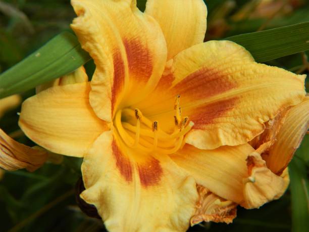 istock Daylily Flower in Bloom 804194228