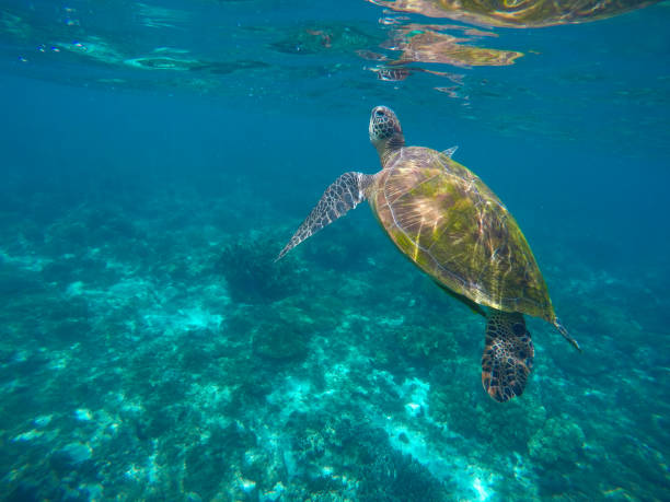 istock Green tortoise underwater taking a breath 804197062