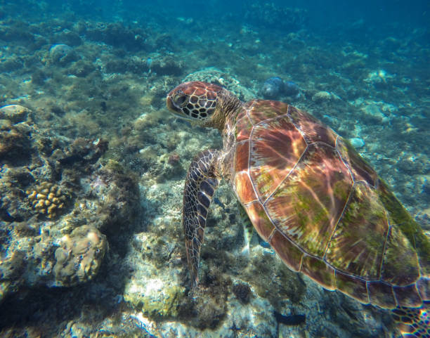 istock Aquatic image of sea turtle for banner template with text place 804197080