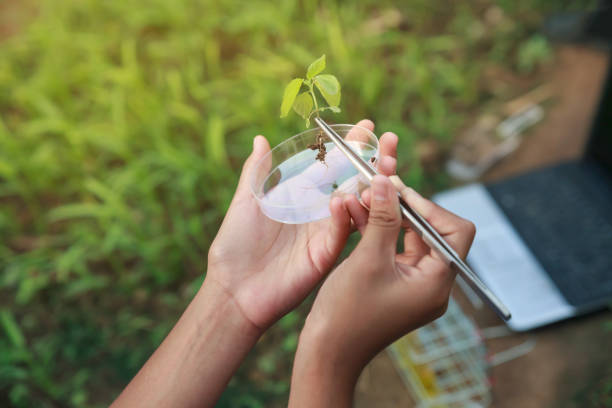 farmer researching growth of plant in greenhouse. agriculture concept. - plant food research biotechnology imagens e fotografias de stock