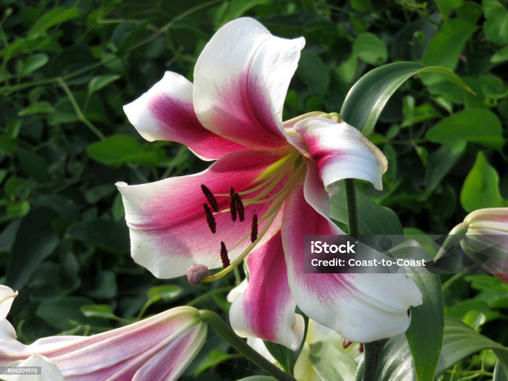 Flores De Color De Rosa Y Azucena Foto de stock y más banco de imágenes de Aire libre - Aire libre, Blanco - Color, . - iStock Flores De Color De Rosa Y Azucena Foto de stock y más banco de imágenes de Aire libre - Aire libre, Blanco - Color, . - iStock