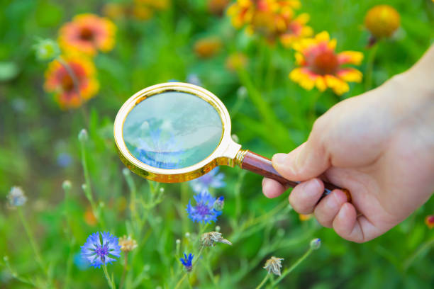 istock hand with magnifying in flower garden 804218454