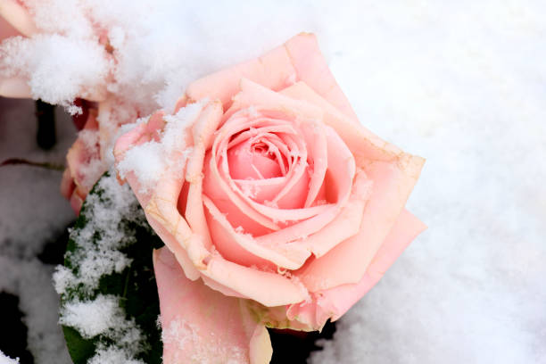 a pale pink rose in the fresh snow