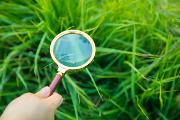 istock Exploring the Nature with magnifying glass 804218494