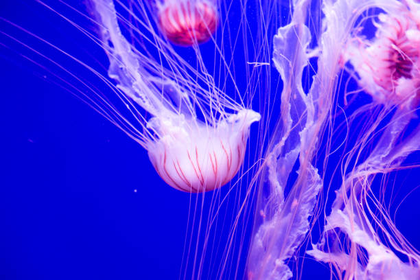 istock Pink jellyfish on a blue background 804238406