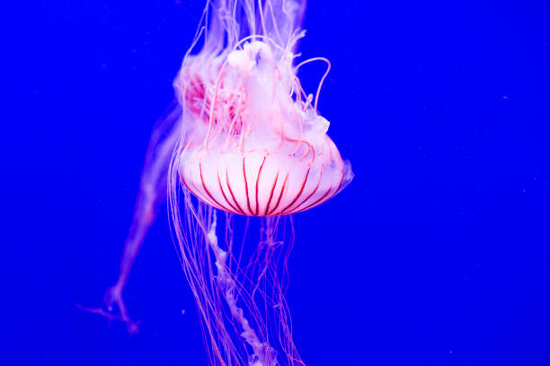 istock Pink jellyfish on a blue background 804238432