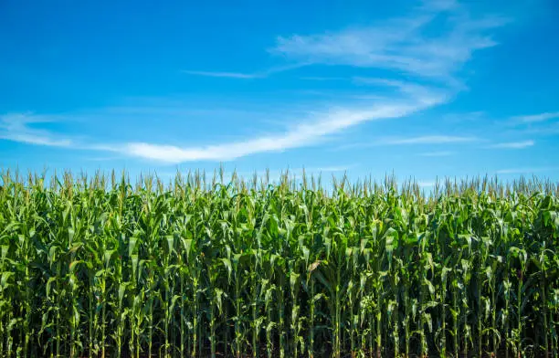 Cornfield