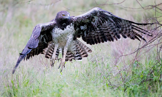 A very large Eagle found commonly in Africa. Taken in Samburu, Kenya