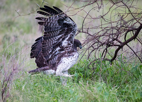 A very large Eagle found commonly in Africa. Taken in Samburu, Kenya