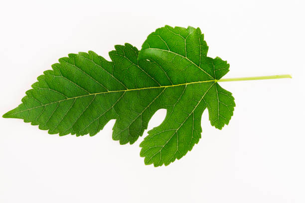 istock Close-up view of Mulberry leaf over white background 804244206