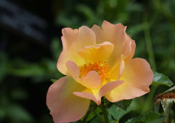 istock Morden Sunrise Shrub Rose 804246868