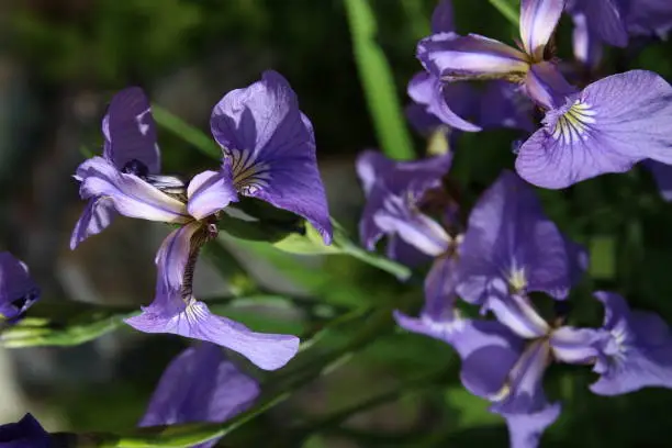 Group of wild iris