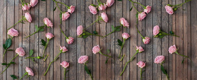 Pink blooming roses on rustic wooden horisontal banner background