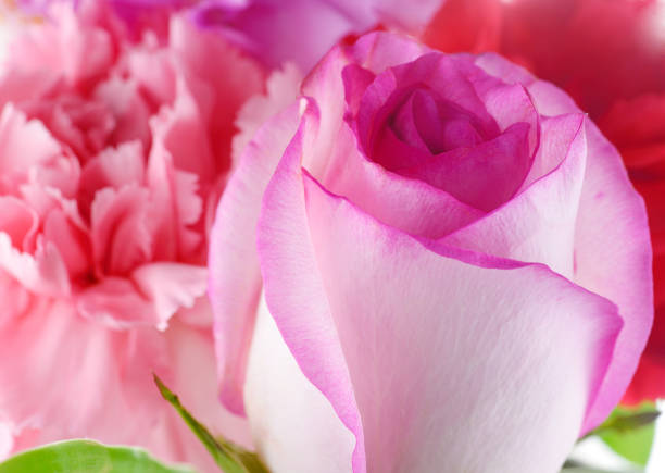 istock Background consists of pink roses and carnation 804249622