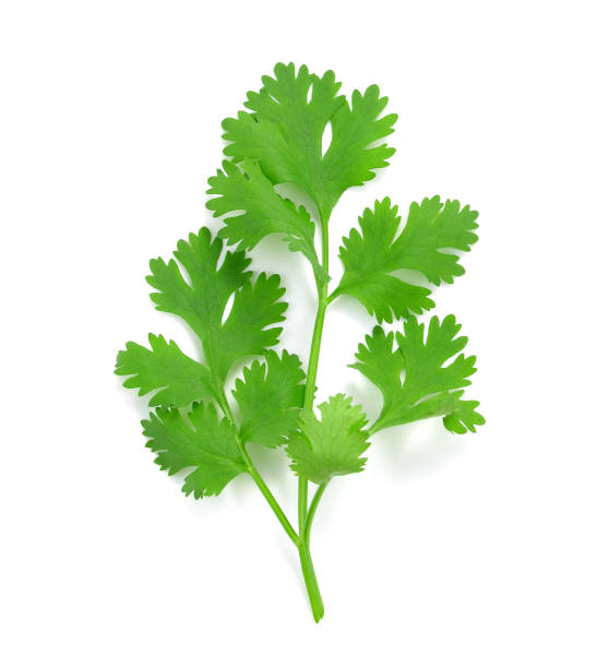 istock Parsley isolated on white background 804249798