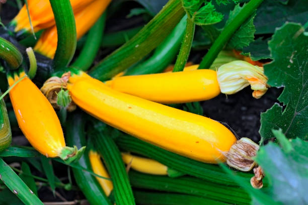 istock Yellow marrows growing on the bed summertime 804253644