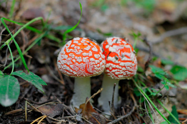 istock Red poisoned mushroom growing in the summer forest 804253674