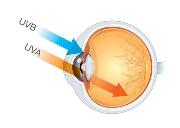 illustrations, cliparts, dessins animés et icônes de la différence des rayons uva et uvb du soleil dans les yeux. - optics store