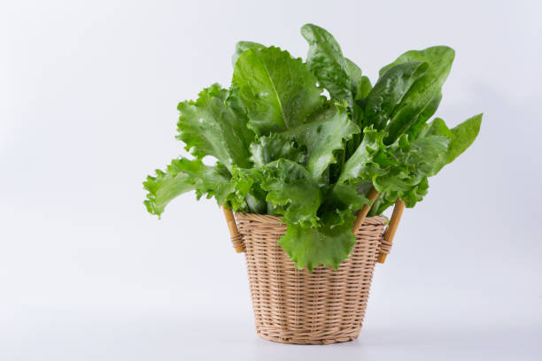 istock Lettuce, spinach in basket  ready for salad  on a white background. Fresh herbs. 804253808