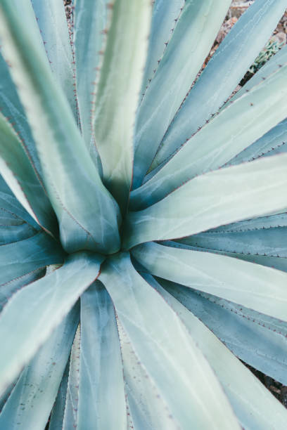 istock Agave parryi closeup 804253960