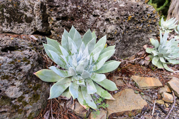istock Green succulent plant 804253988