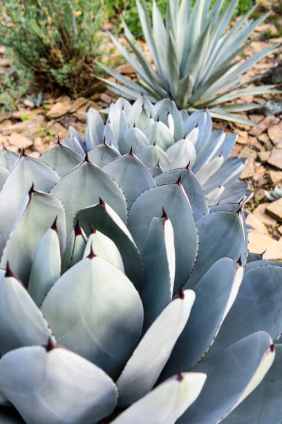 istock Agave parryi closeup 804253994