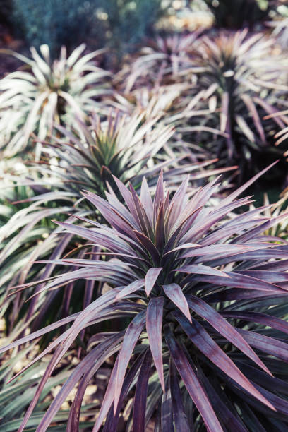 istock Yucca desmetiana closeup 804254016
