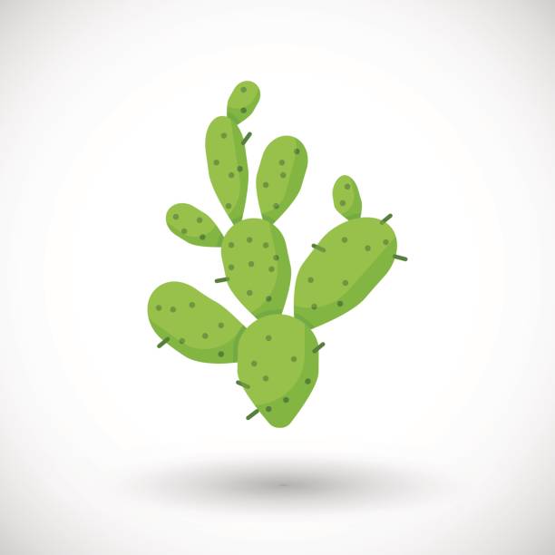 Cactus vector flat icon Cactus icon, Flat design of opuntia succulent with round shadow, cartoon vector illustration nopal fruit stock illustrations