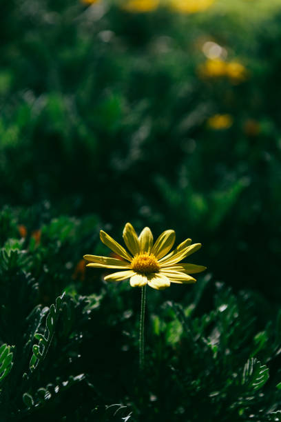 Yellow flowers closeup (Euryops pectinatus)