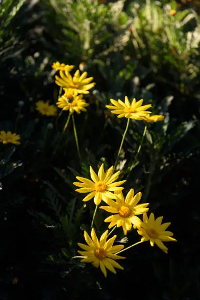 Yellow flowers closeup (Euryops pectinatus)