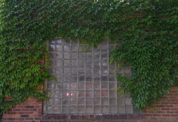 istock Ivy Surrounding glass 804259788