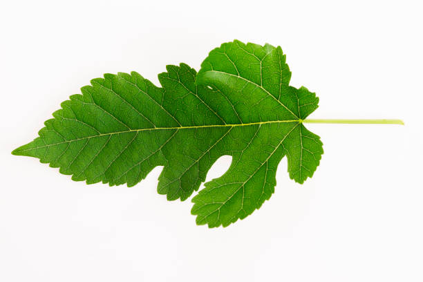 istock Close-up view of Mulberry leaf over white background 804260244