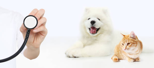 concept de soins vétérinaires. main avec stéthoscope, chien et chat isolé sur fond blanc - dog insurance photos et images de collection