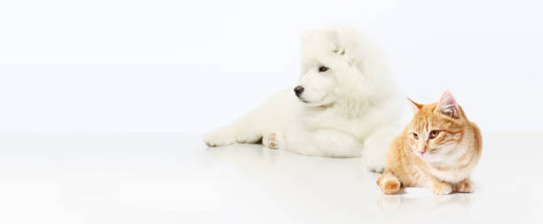 istock Dog and Cat isolated on white blank background 804263938