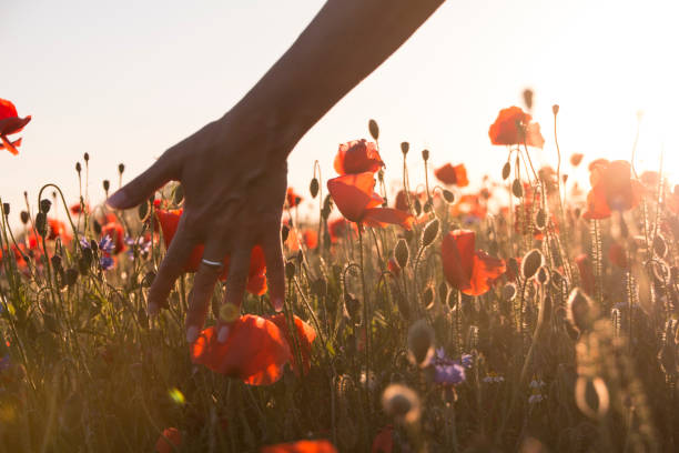 istock Woman´s hand touching flowers 804264374
