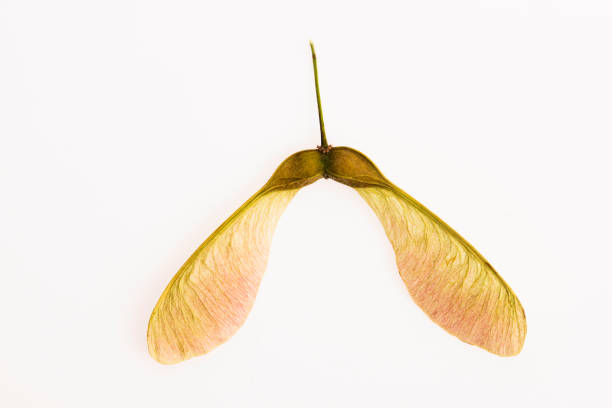 istock Two winged maple seeds attached to the stem 804269418