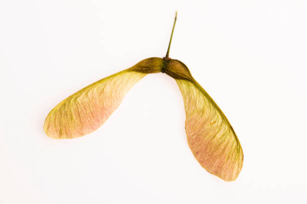 istock Two winged maple seeds attached to the stem 804269424