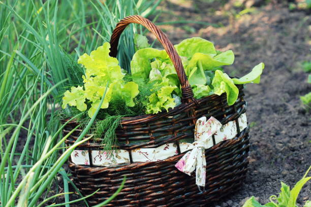 istock lettuce in a basket placed near a vegetable patch 804269588