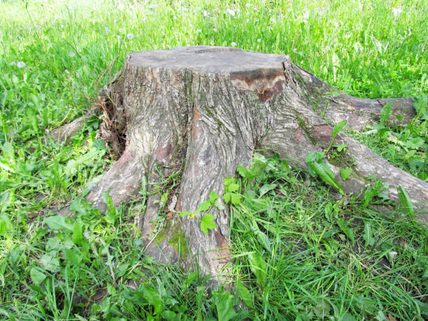 istock Wooden stump of a tree 804272026
