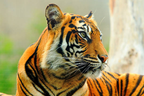 수마트라 호랑이 얼굴의 클로즈업 - tiger animal sumatran tiger endangered species 뉴스 사진 이미지